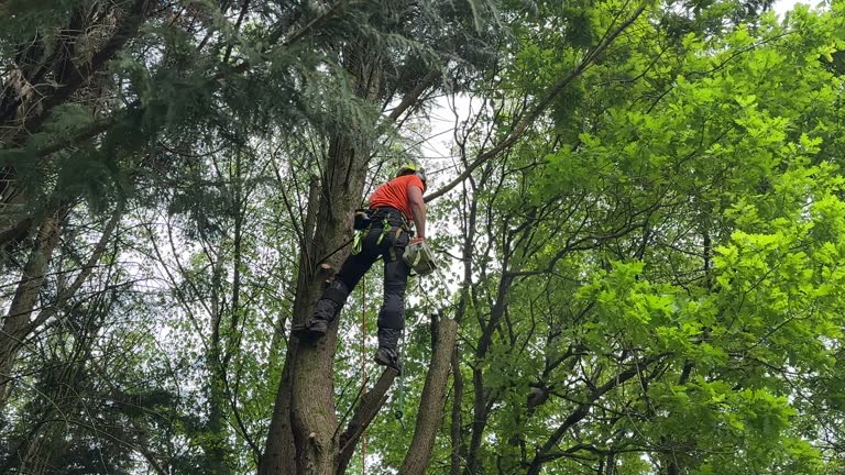 Professional Tree Removal in Huron, OH