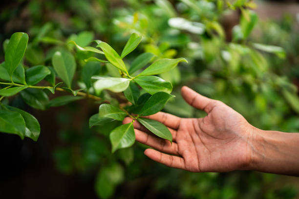 Best Fruit Tree Pruning  in Huron, OH